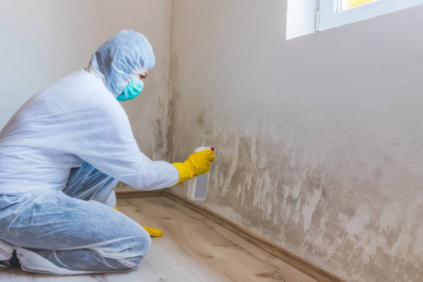 Licensed Commercial Mold Remediation service in East Boston, MA - WQB Mold Removal